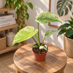 Monstera deliciosa 'Mint' D8 - Monstera variegata cu desen verde-menta