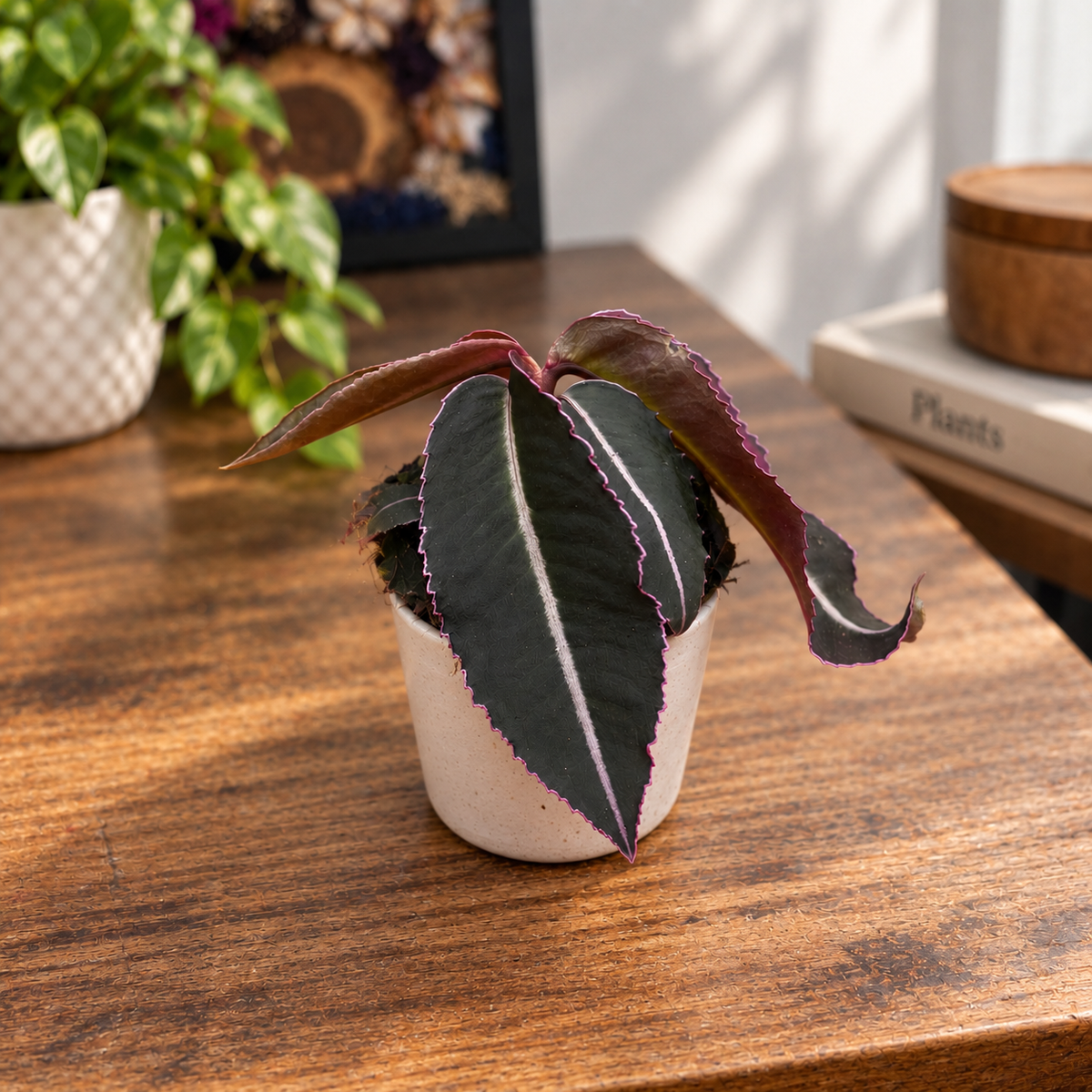 Labisia pumila - baby plant