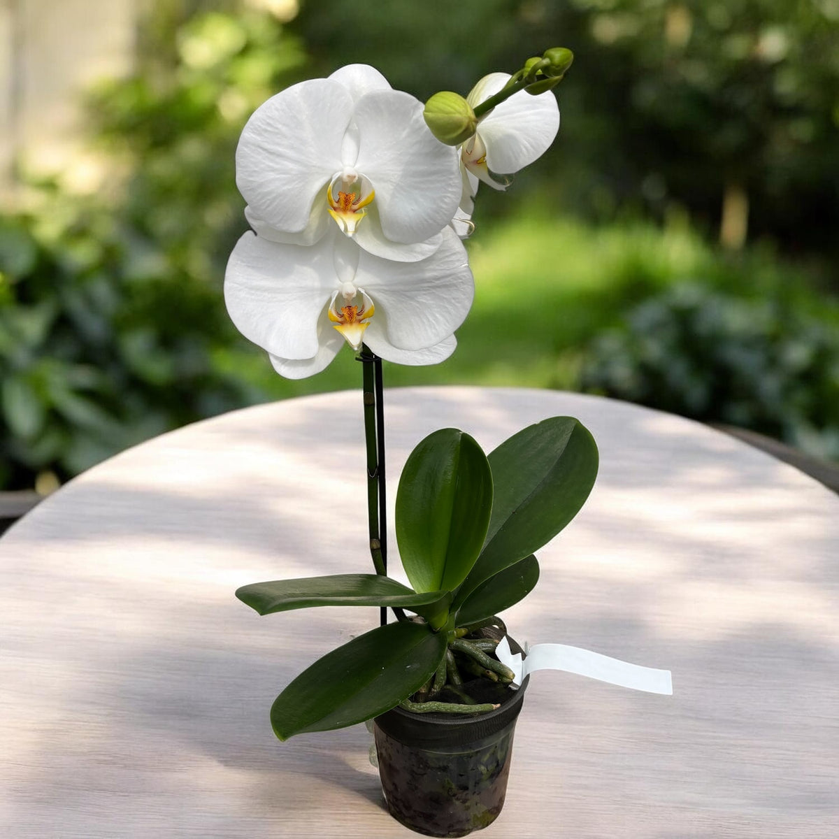 Phalaenopsis Sogo Yukidian 'V3' (White Florious) - XXL-Blüte
