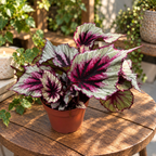 Begonia Beleaf 'Evening Glow'