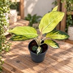 Aglaonema Gold