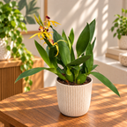 Prosthechea (Encyclia) cochleata var. cochleata - profumata