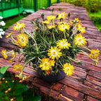 Delosperma Lido 'Yellow with Eye' (ice plant)