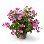 Αρωματικά Μουσκάτα - Pelargonium ‘Angel Fay’