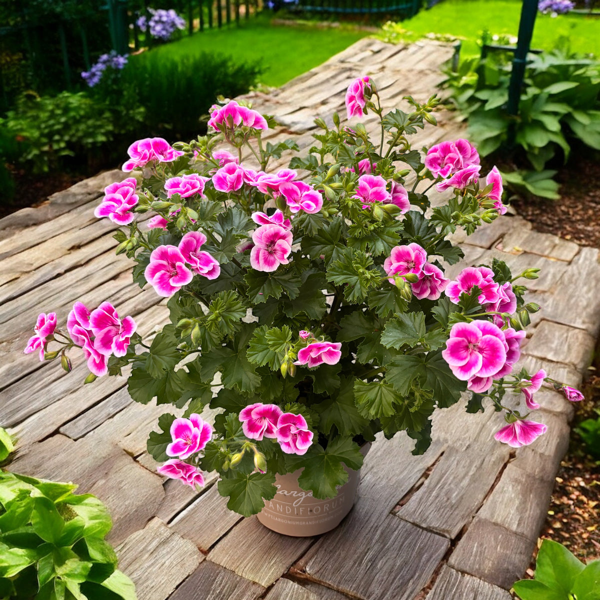 Αρωματικά Μουσκάτα - Pelargonium ‘Angel Fay’