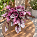 Begonie 'Indian Summer'