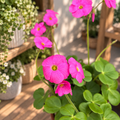 Oxalis bowiei 'Amarantha' - τριφύλλι με ροζ-ματζέντα άνθη