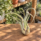 Tillandsia caput-medusae – air plant with a sculptural shape, like a Medusa
