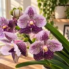 Vanda Divana Antique 'Mauve Plum' (ANSU)