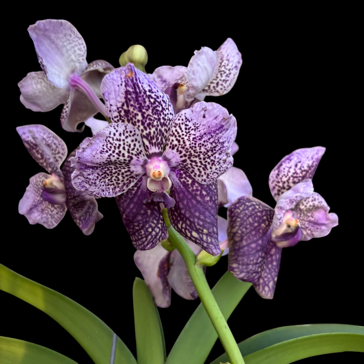 Vanda Divana Antique 'Mauve Plum' (ANSU)