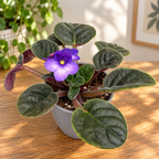 Saintpaulia Trendy Purple - tweekleurige paarse