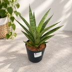 Sansevieria cylindrica ‘Pineapple’ - Compact Sansevieria with a rosette growth habit