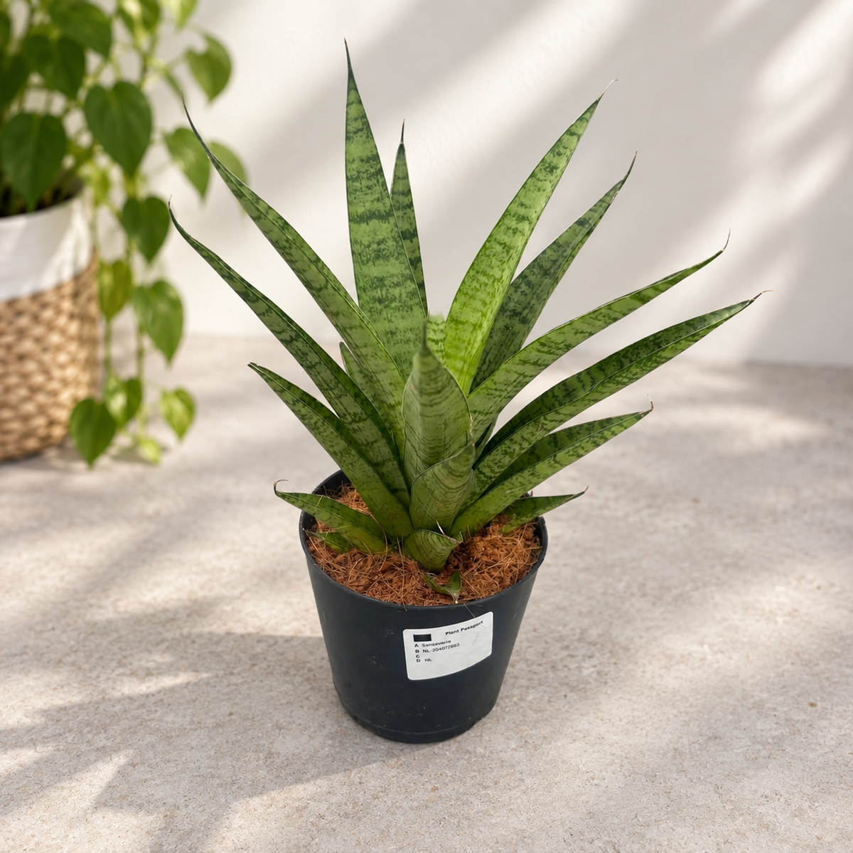 Sansevieria cylindrica ‘Pineapple’ - Compact Sansevieria with a rosette growth habit