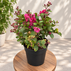 Lagerstroemia Infinitini® Pink - Indian lilac with abundant flowering