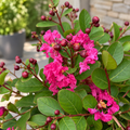 Lagerstroemia Infinitini® Pink - Indian lilac with abundant flowering