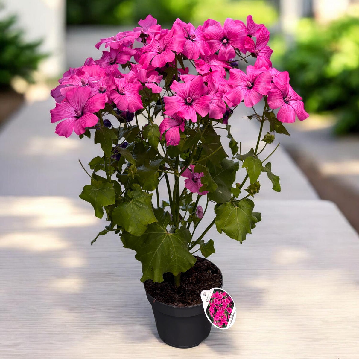 Lavatera trimestris 'Twins Hot Pink' - mallow with large flowers