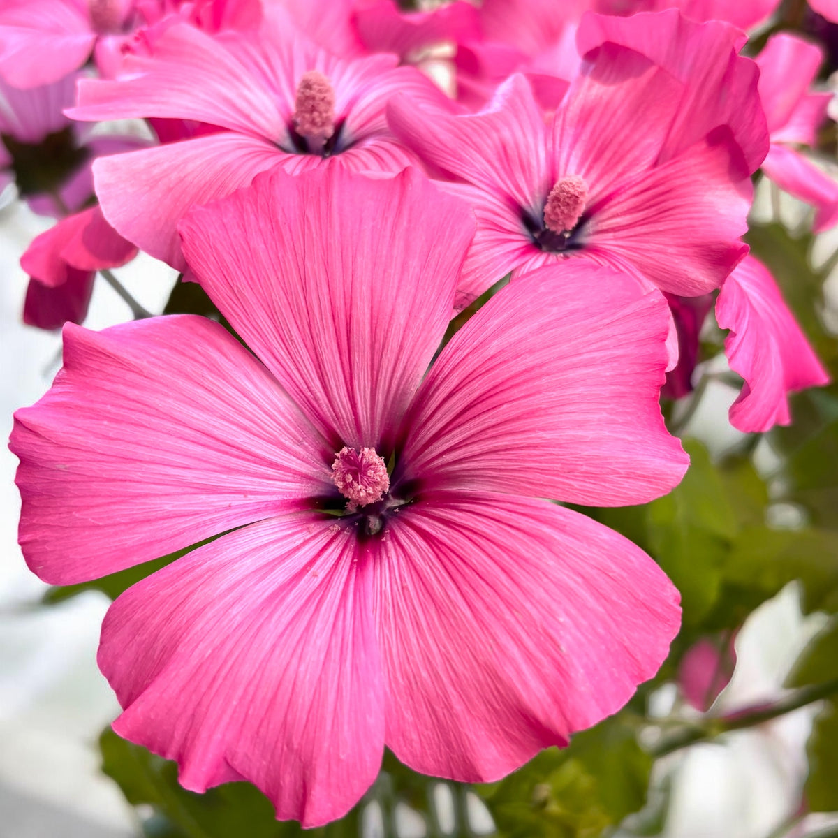 Lavatera trimestris 'Twins Hot Pink' - mallow with large flowers