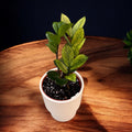 Zamioculcas zamiifolia „Chameleon“ (buntlaubig)