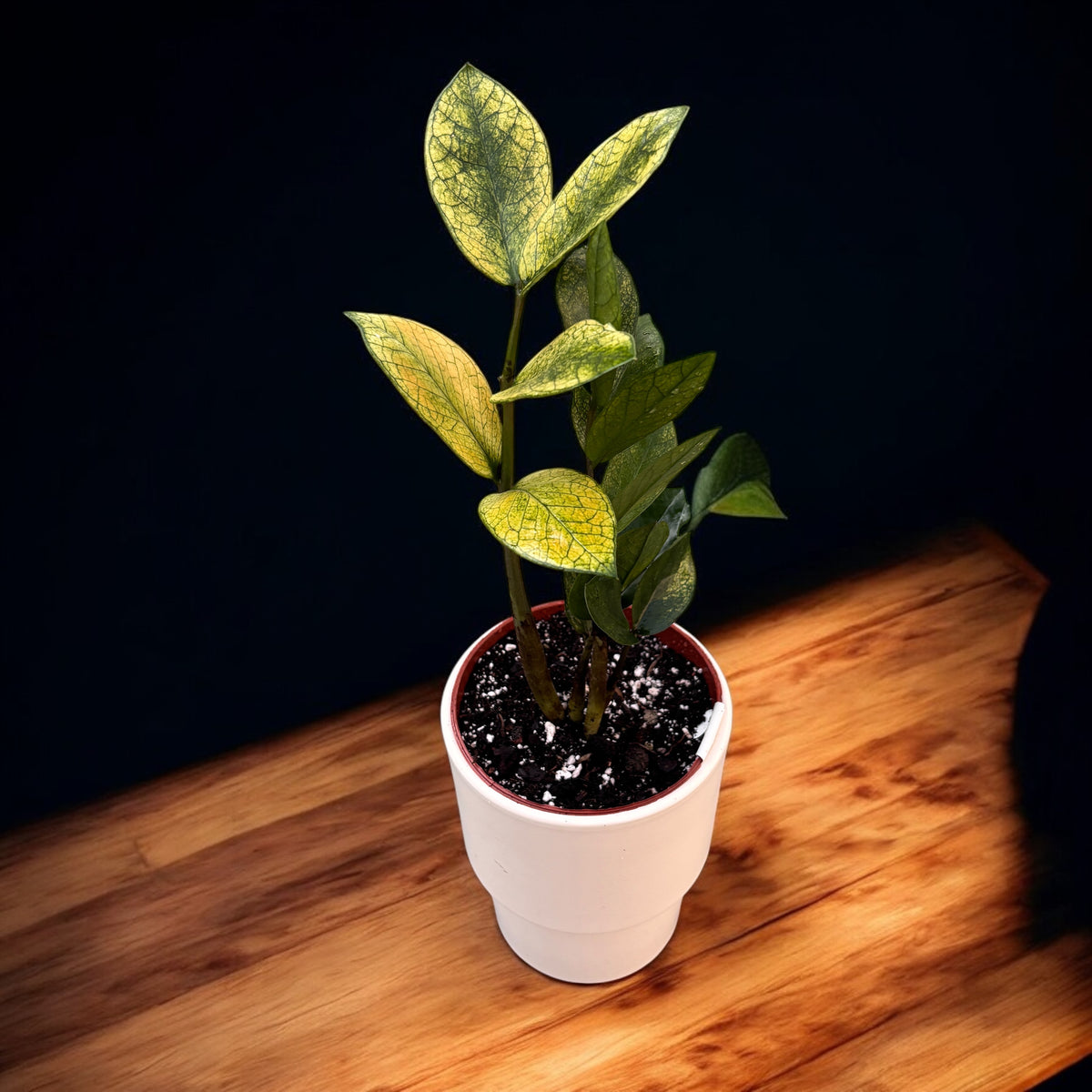 Zamioculcas zamiifolia „Chameleon“ (buntlaubig)