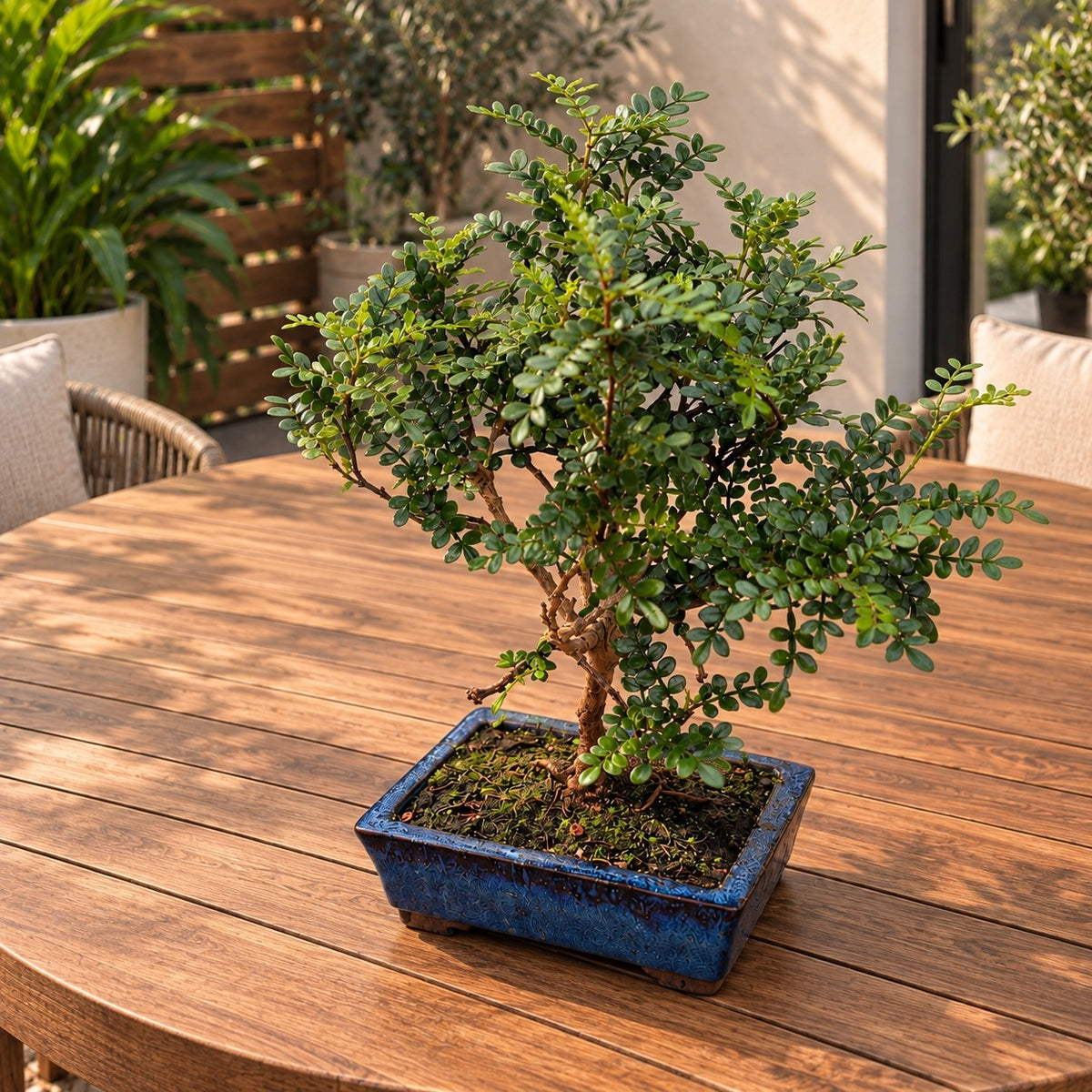 Bonsai Zanthoxylum piperitum – Chinese Pepper, exotic bonsai with fragrant foliage