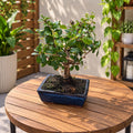 Bonsai Carmona