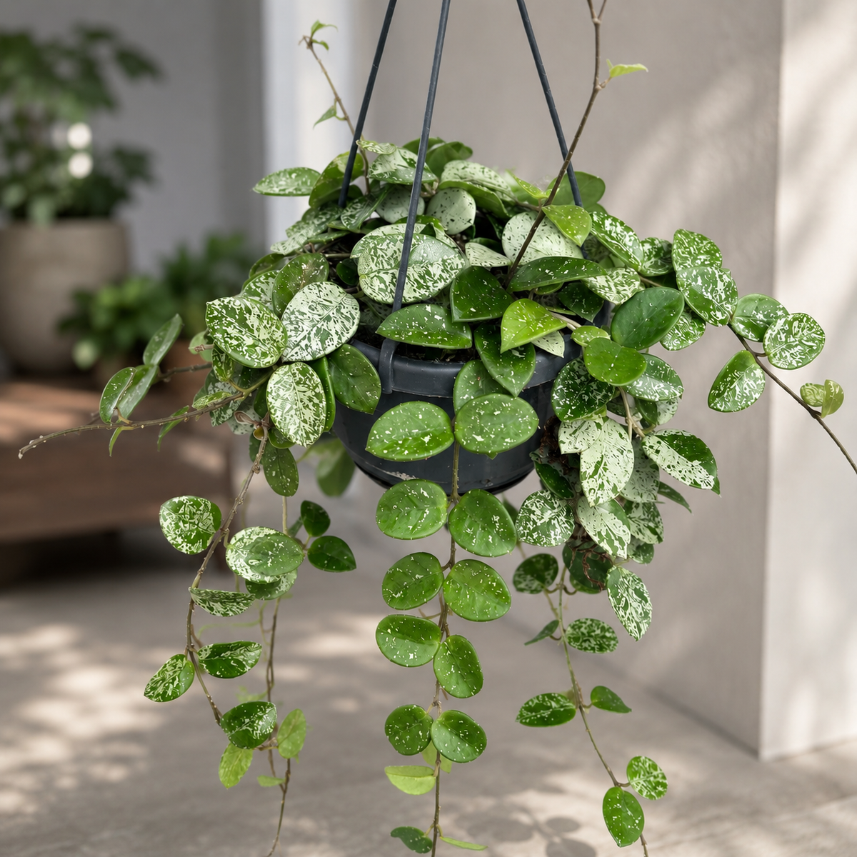 Hoya Mathilde 'Splash' - developed specimens