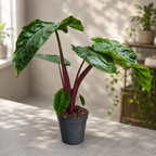 Alocasia ‘Imperial Red’ - spectacular alocasia with burgundy stems and lush foliage