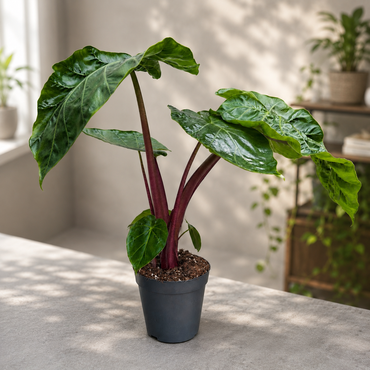 Alocasia ‘Imperial Red’ - spectacular alocasia with burgundy stems and lush foliage