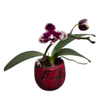 Phalaenopsis I-Hsin Black Soot 'Splash' (πελωρική)