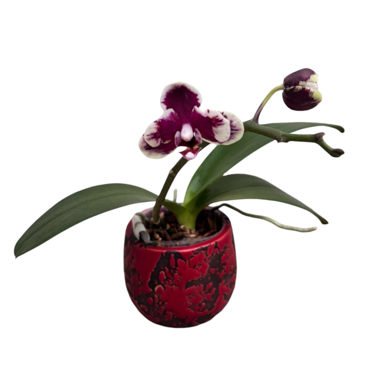 Phalaenopsis I-Hsin Black Soot 'Splash' (πελωρική)