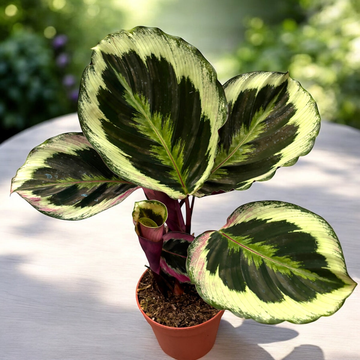 Calathea 'Marion' - Planta Paun cu frunze spectaculos desenate