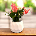 Schlumbergera ‘Thor Freya’ (Christmas Cactus) 2pp