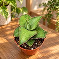 Sansevieria 'Tower Gray' - sabie africana gri compacta