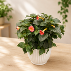 Achimenes ‘Carrot Cake’ - tropical plant with orange-red flowers and abundant blooms