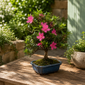 Bonsai Azalee Japonica (Rhododendron)