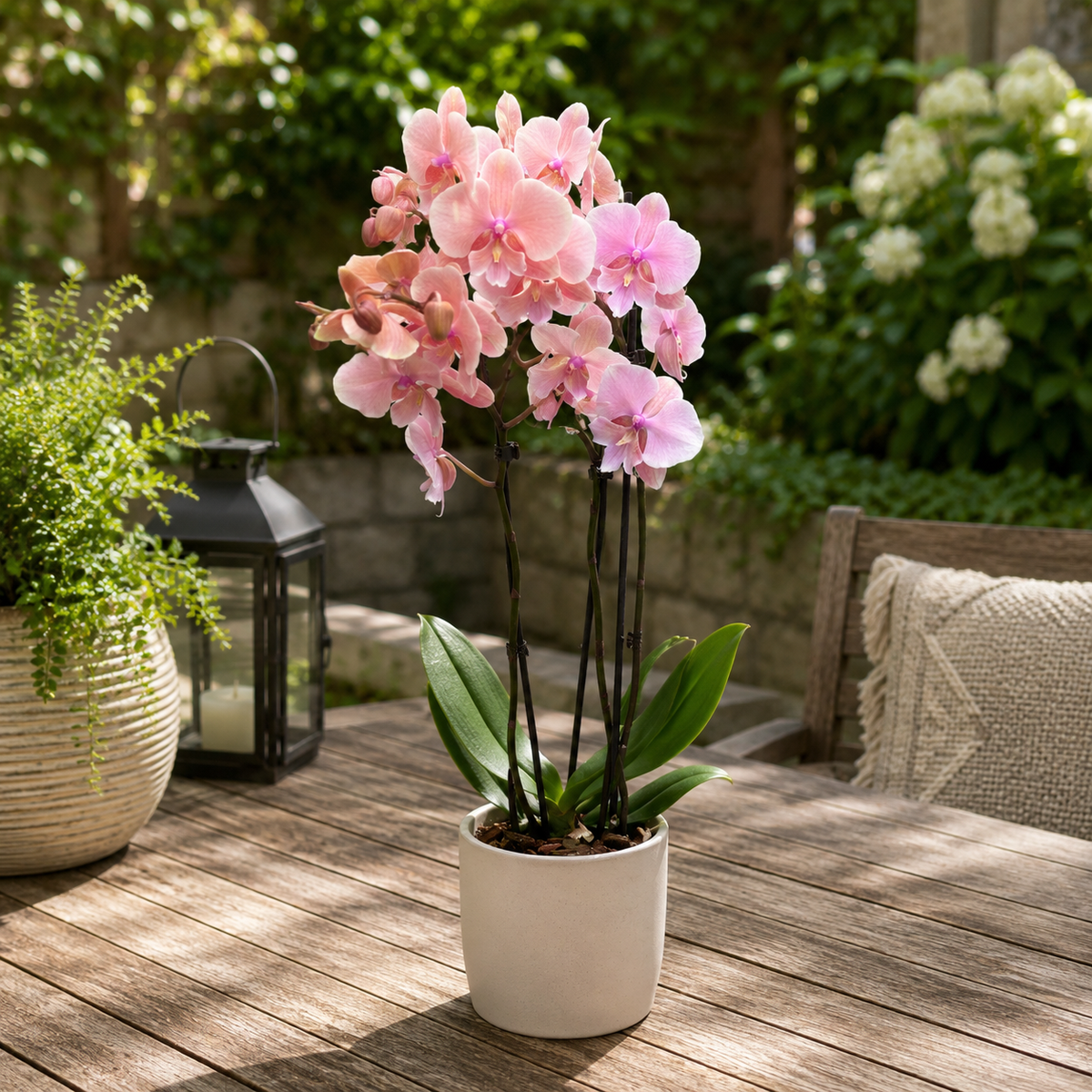 Phalaenopsis Herbstwind (große Lippe)
