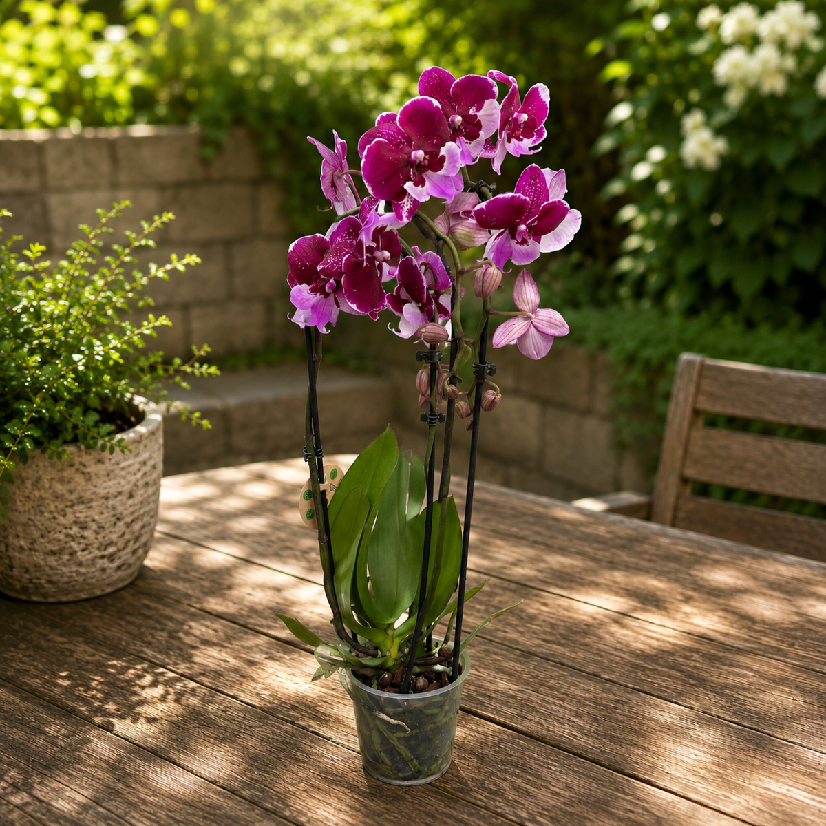 Phalaenopsis Chia-Shing Hot Kiss '256' (NL)