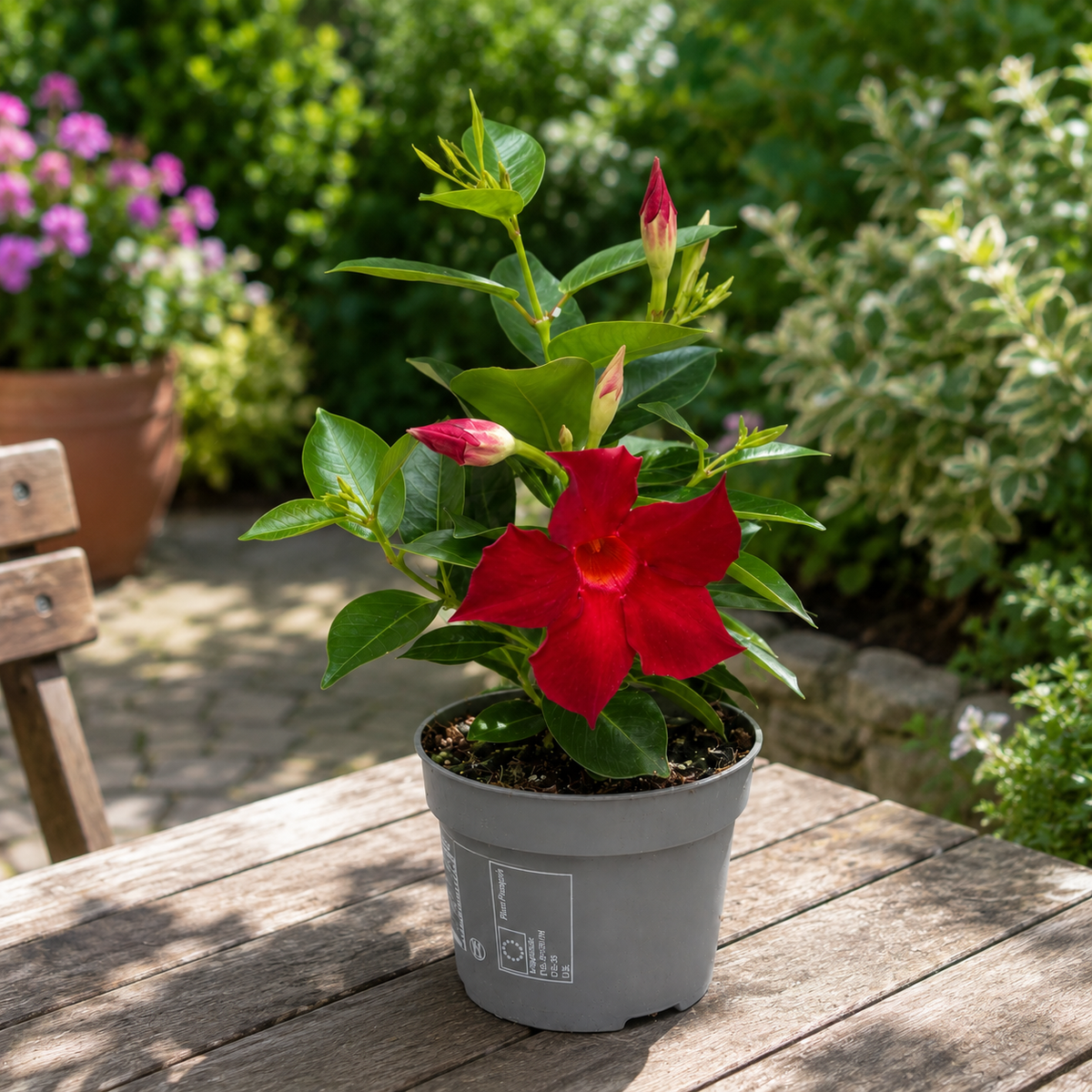 Mandevilla (Dipladenia) ‘Rio’ Rossa - fiori profumati rossi