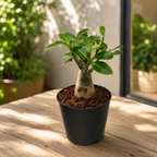 Adenium arabicum - le rosier du désert avec un caudex impressionnant et des fleurs exotiques