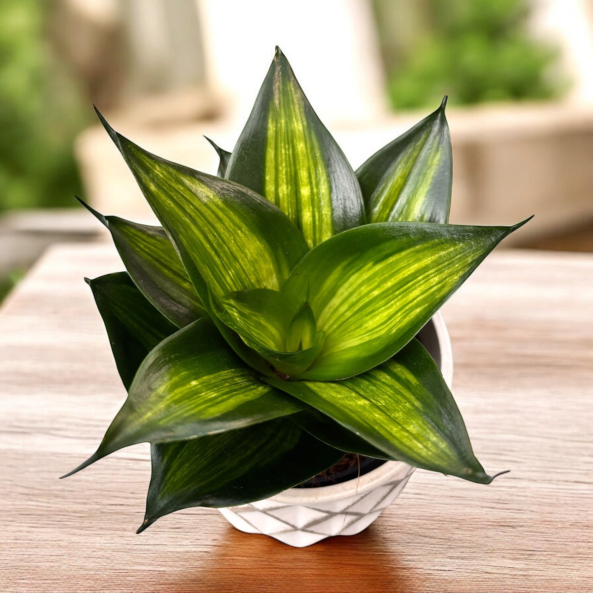 Sansevieria Hahnii 'Green Mould pisana'