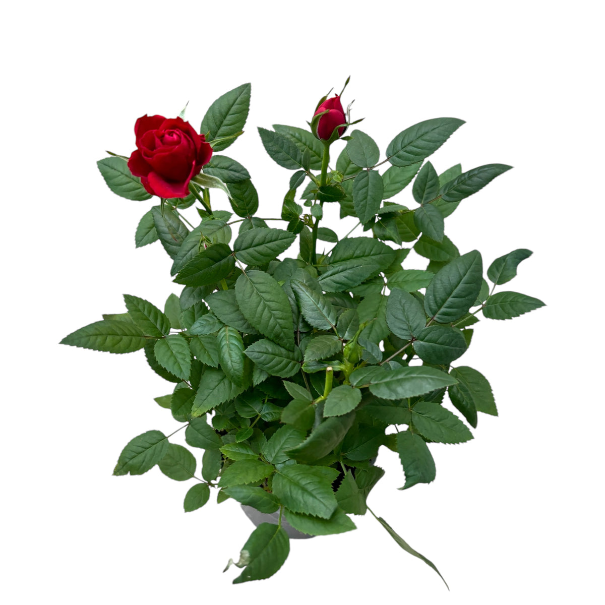 Dwarf garden roses (3 plants/pot)