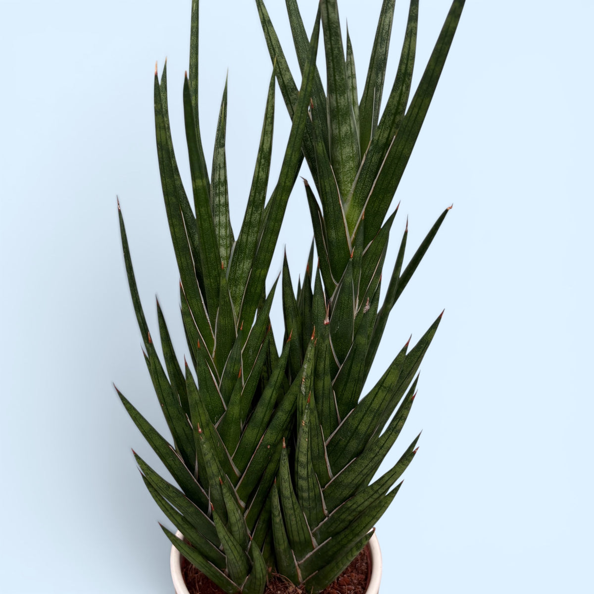Sansevieria francisii (Snake Plant) - rare succulent with spiral growth