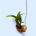 Dendrobium mounted in shell ‘Snaily’