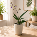 Epicyclia Serena O'neill (Netherlands) - fragrant flowers