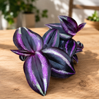 Tradescantia zebrina 'Purpusii Purple Joy' (babyplant)