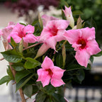 Mandevilla Sundaville® Pink Cream - exotic climbing plant with fragrant pink-cream flowers