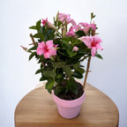 Mandevilla Sundaville® Pink Cream - exotic climbing plant with fragrant pink-cream flowers