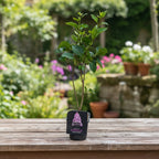 Syringa vulgaris ‘Sensation’ - bicolor lilac, intensely fragrant