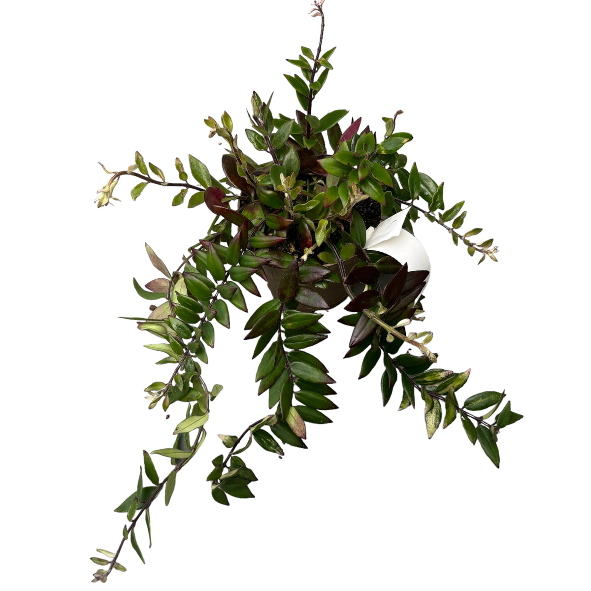 Aeschynanthus gracilis 'Mira' (Lippenstiftpflanze)