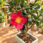 Bonsai Camellia sasanqua 'Yuletide' - Camelia de toamna in forma bonsai